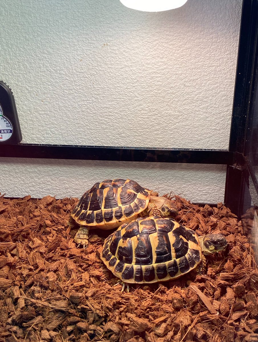 RCgVGTAjkRf6bQT's tweet image. らぐちゃんとびーちゃん🐢
食後は仲良くバスキング中💡

#ニシヘルマンリクガメ
#ファインレプタイルズ