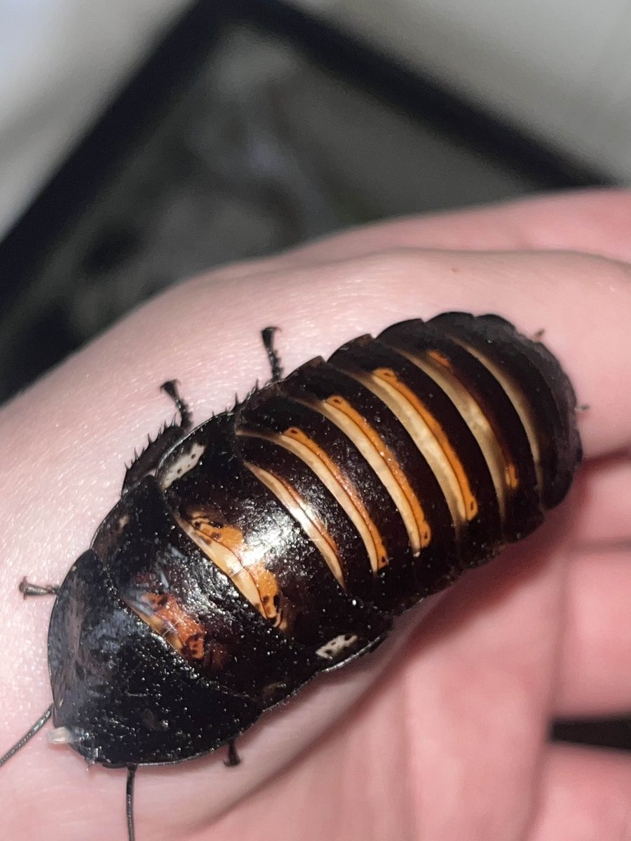 QUINNIE!! (@per0xidprincess) on Twitter photo <a href="/ParadoxCatt2/">ParadoxCat_VT</a> <a href="/blattodeabot/">mechanical roach lady</a> Blehjjjh belhhhh blehhh idc look at my pretty noninvasive babies <a href="/ParadoxCatt2/">ParadoxCat_VT</a> <a href="/blattodeabot/">mechanical roach lady</a> Blehjjjh belhhhh blehhh idc look at my pretty noninvasive babies
