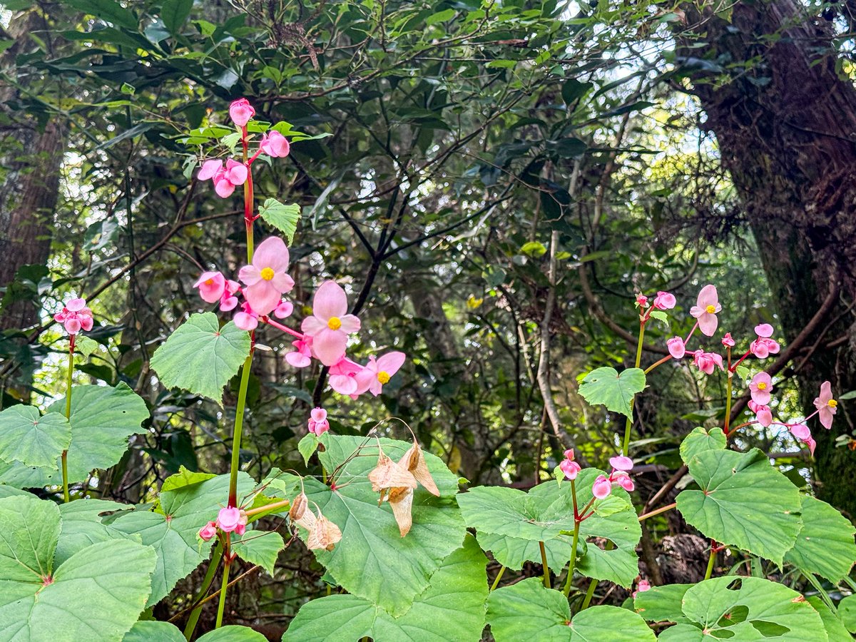 shin__678's tweet photo. おはようございます😊
朝が涼しくなってきました。

 #ファインダー越しの私の世界 https://t.co/xOQwYHKAND