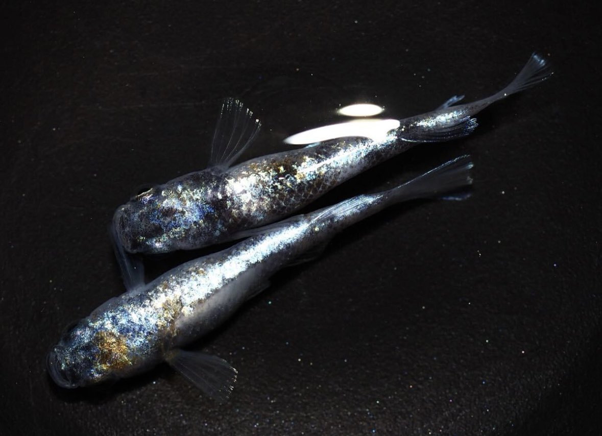 いつもながらヤフオク出品よろしくお願いいたします✨😊
#メダカ　#ヤフオク　

auctions.yahoo.co.jp/seller/7Vw7UNS…