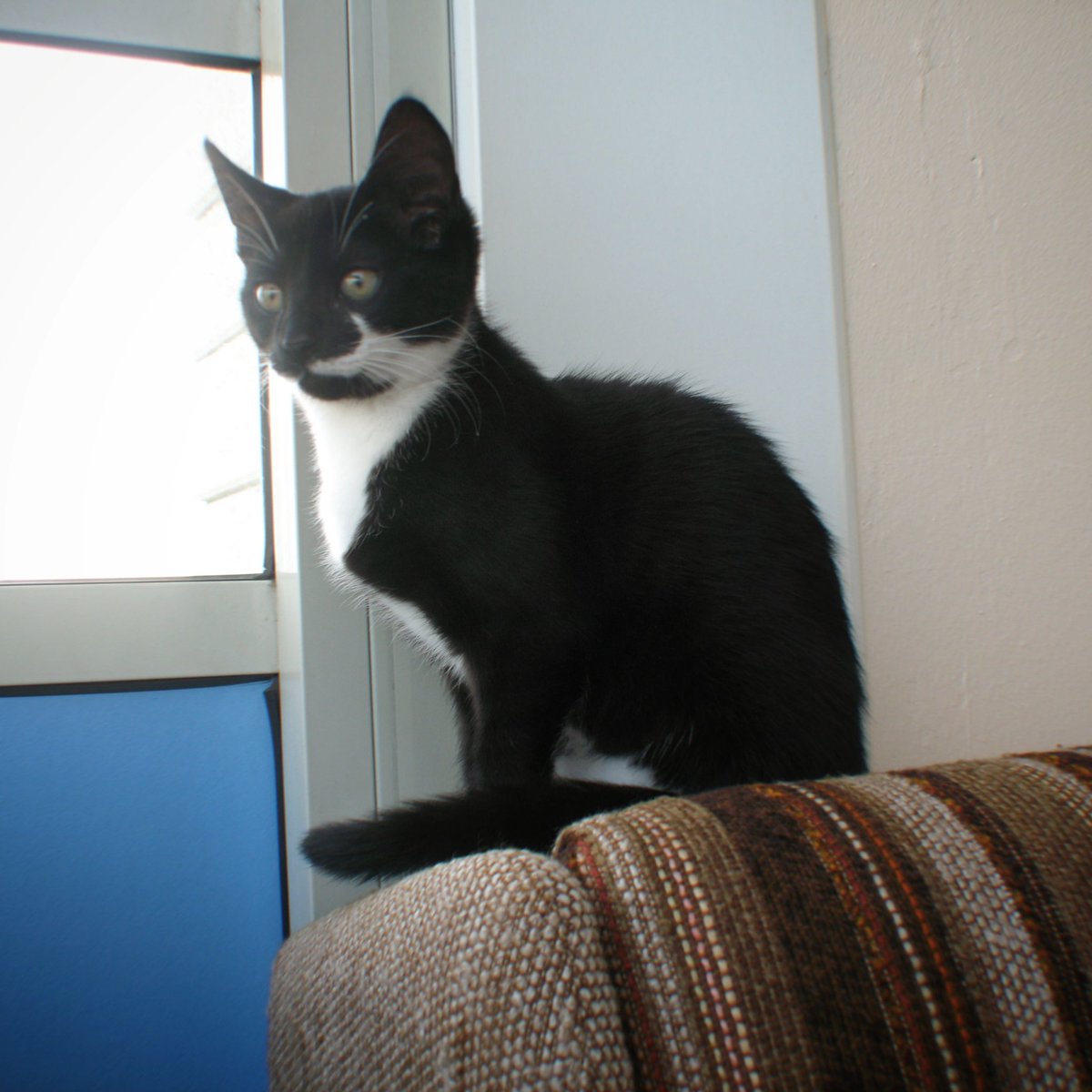 Taffa became a part of our family 15 years ago today! 😻 Here is a photo of Taffa when she had been with us for 2 months! 🐈 Taffa, you are so loved and missed every day! ❤️ #TaffaTheCat #Taffa #CatAnniversary #Cat15thAnniversary #Cat #Katt #Bondkatt #BlackAndWhiteCat #CuteCat