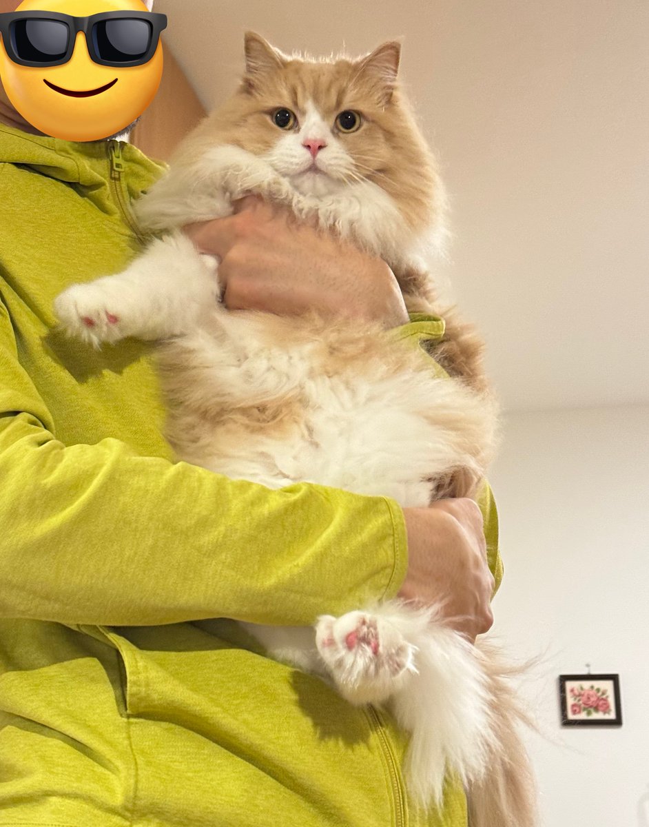 ロカくん、おはよー！
同居生活543日。

1歳8ヶ月なのに小柄なせいか、ずっと子猫みがあるロカくん👀

#サイベリアン
#猫のいる暮らし
#ねこ好きさんと繋がりたい