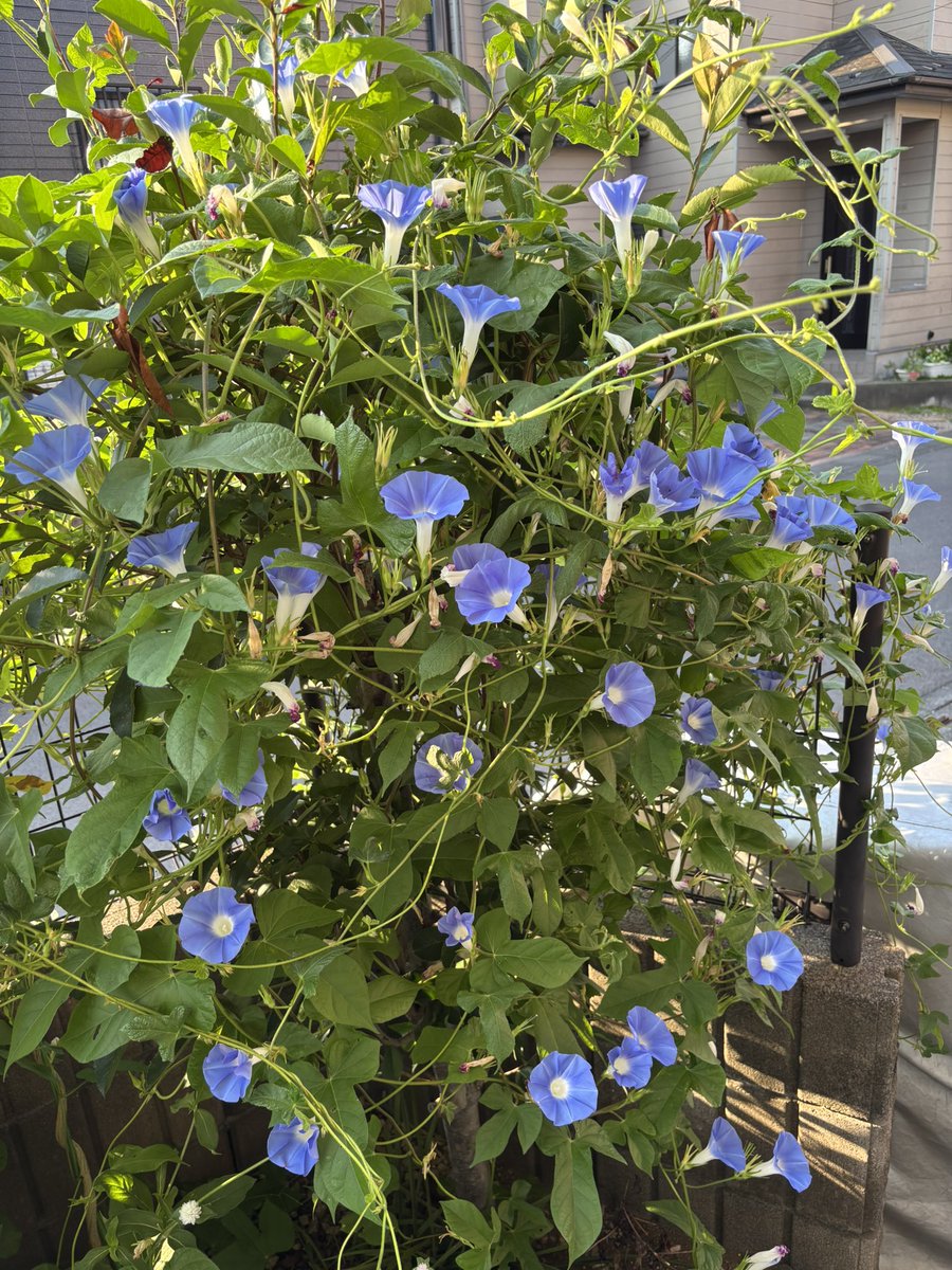 今日もたくさん咲いてた🌸
これが1万円札ならいいのに。