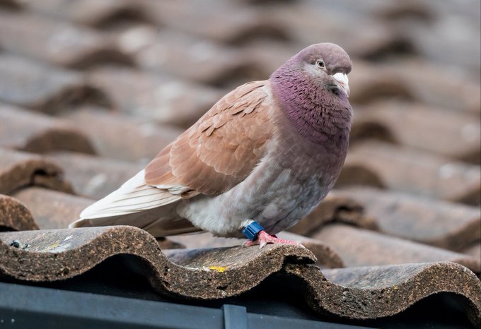a_london_pigeon (@a_london_pigeon) on Twitter photo Strange pigeon on my roof
#Guildford #Surrey #leg_bracelet
๐ท Dave Carlsson <a href="/Carlssonphotos/">Dave Carlsson</a> #June2018 Strange pigeon on my roof
#Guildford #Surrey #leg_bracelet
๐ท Dave Carlsson <a href="/Carlssonphotos/">Dave Carlsson</a> #June2018
