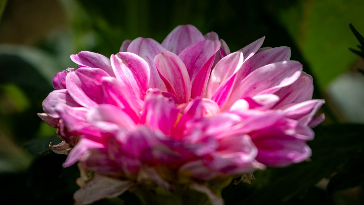 Wir haben die Hälfte der Woche fast geschafft... Heute feiern wir wieder Bergfest 🥳😁

Guten Morgen ihr Lieben ☕️👋 Ich wünsche euch einen stressfreien Mittwoch und einen angenehmen Wochenteiler 🌸🍀🌺

📷 #goodmorning #flower #photography