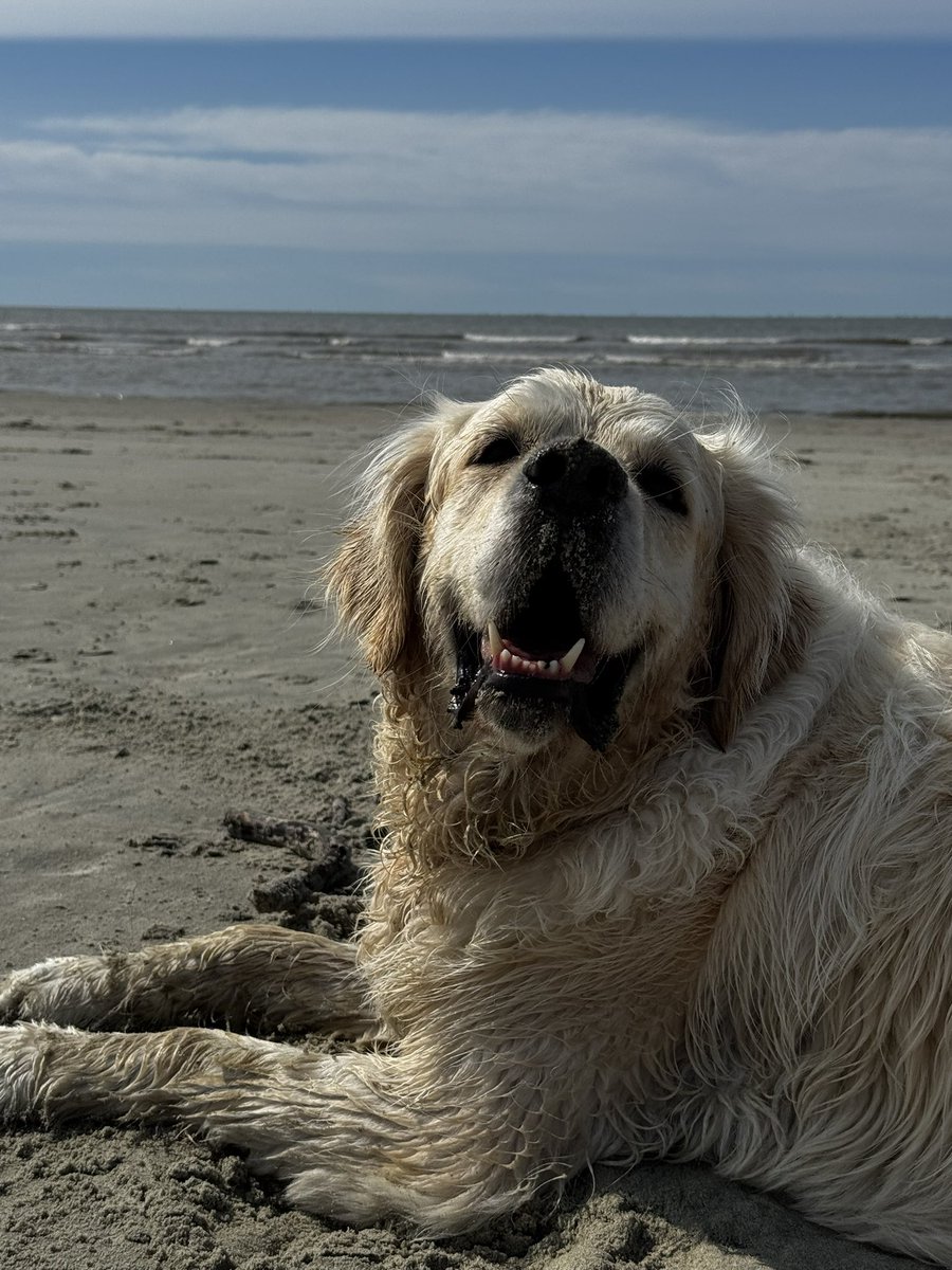 Happy National Dog Day to my boy Hank!!!  Sorry everyone I’ve got the best one