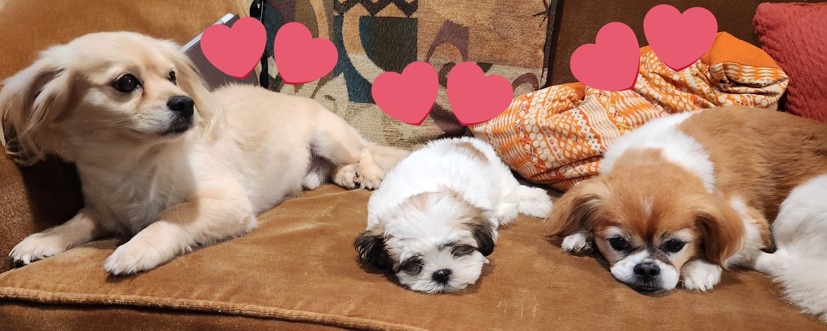 Denise 🌻\(^o^)/🌻 tweet media