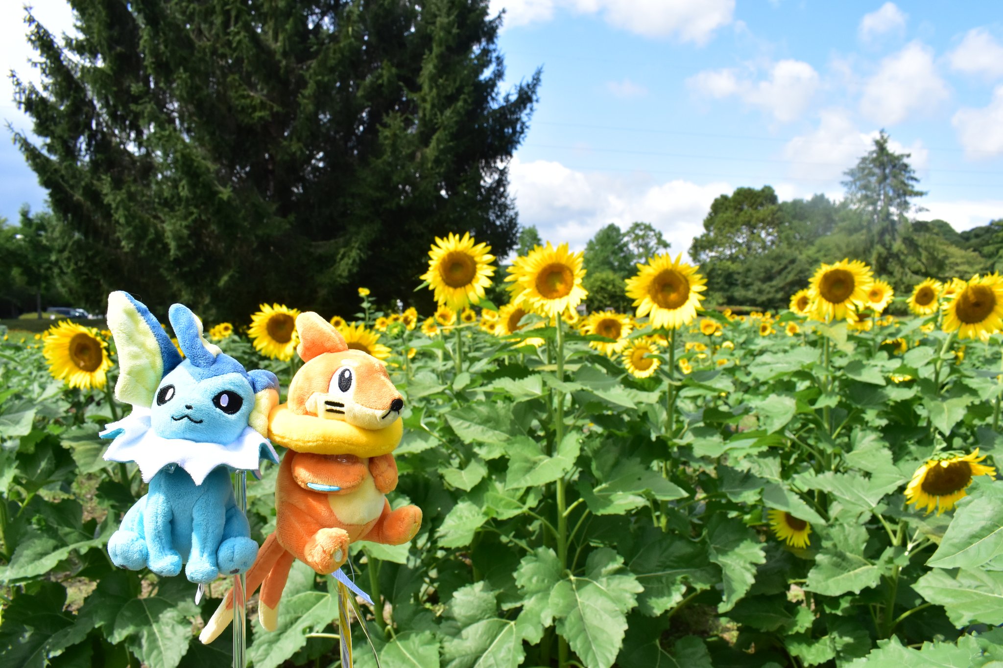 ポケモン - ひまわり キマワリ U S11 004/100 | ポケモンカード専門店 Cobalt Cave
