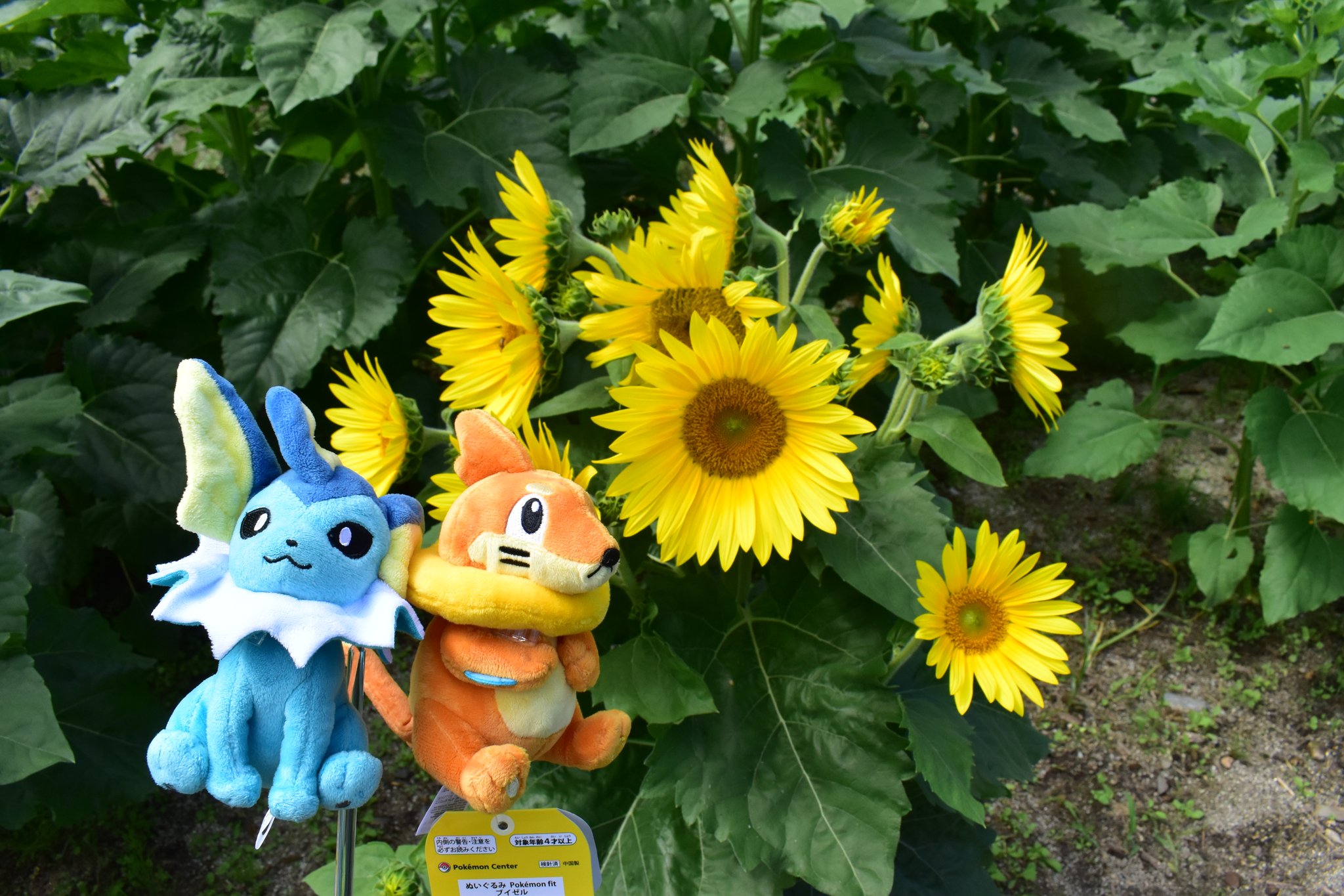 ポケモン - ひまわり Soragamer on X: 
