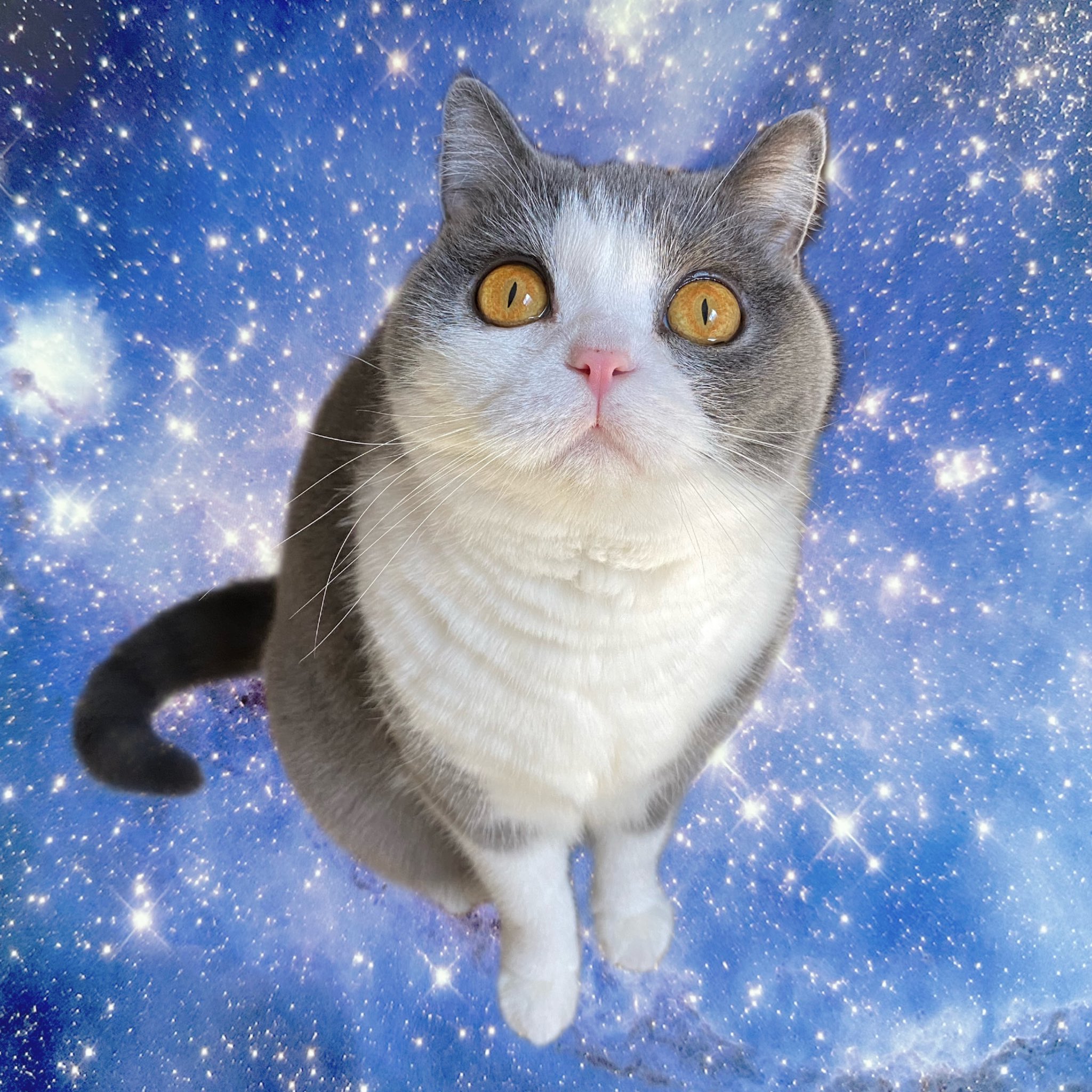 ★やまとのねこページです★ IMG_5777.jpeg