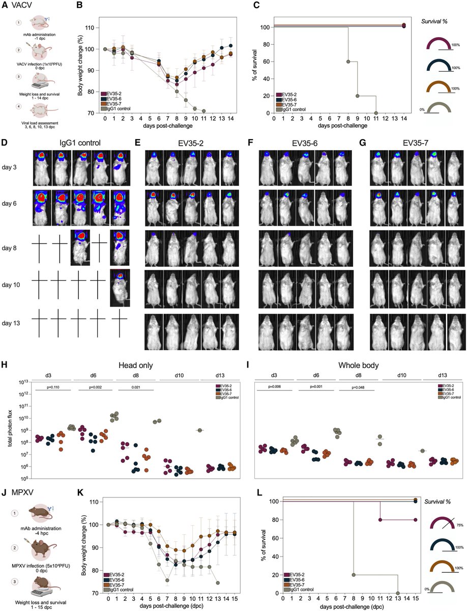 Waggoner Lab (@labwaggoner) on Twitter photo Human monoclonal antibodies targeting A35 protect from death caused by monkeypox virus <a href="/CellCellPress/">Cell</a> <a href="/CoelholabNYC/">Coelho Lab</a> <a href="/raiannafantin/">Raianna Fantin, PhD</a> <a href="/carolilucas/">Carolina Lucas</a> <a href="/VivianaSimonLab/">Simon Lab (ISMMS)</a> <a href="/mschotsaert/">Michael Schotsaert</a>
cell.com/cell/fulltext/… Human monoclonal antibodies targeting A35 protect from death caused by monkeypox virus <a href="/CellCellPress/">Cell</a> <a href="/CoelholabNYC/">Coelho Lab</a> <a href="/raiannafantin/">Raianna Fantin, PhD</a> <a href="/carolilucas/">Carolina Lucas</a> <a href="/VivianaSimonLab/">Simon Lab (ISMMS)</a> <a href="/mschotsaert/">Michael Schotsaert</a>
cell.com/cell/fulltext/…