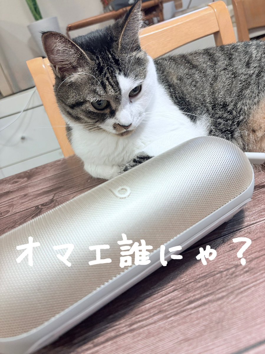 nanalog7's tweet photo. Bluetoothスピーカーを買った🔊
アレクサで聴く音楽が良くなるかな~🎶
#BeatsPill #猫好きさんと繋がりたい
#ナナは今日もかわいい https://t.co/xWcyuR5iL8