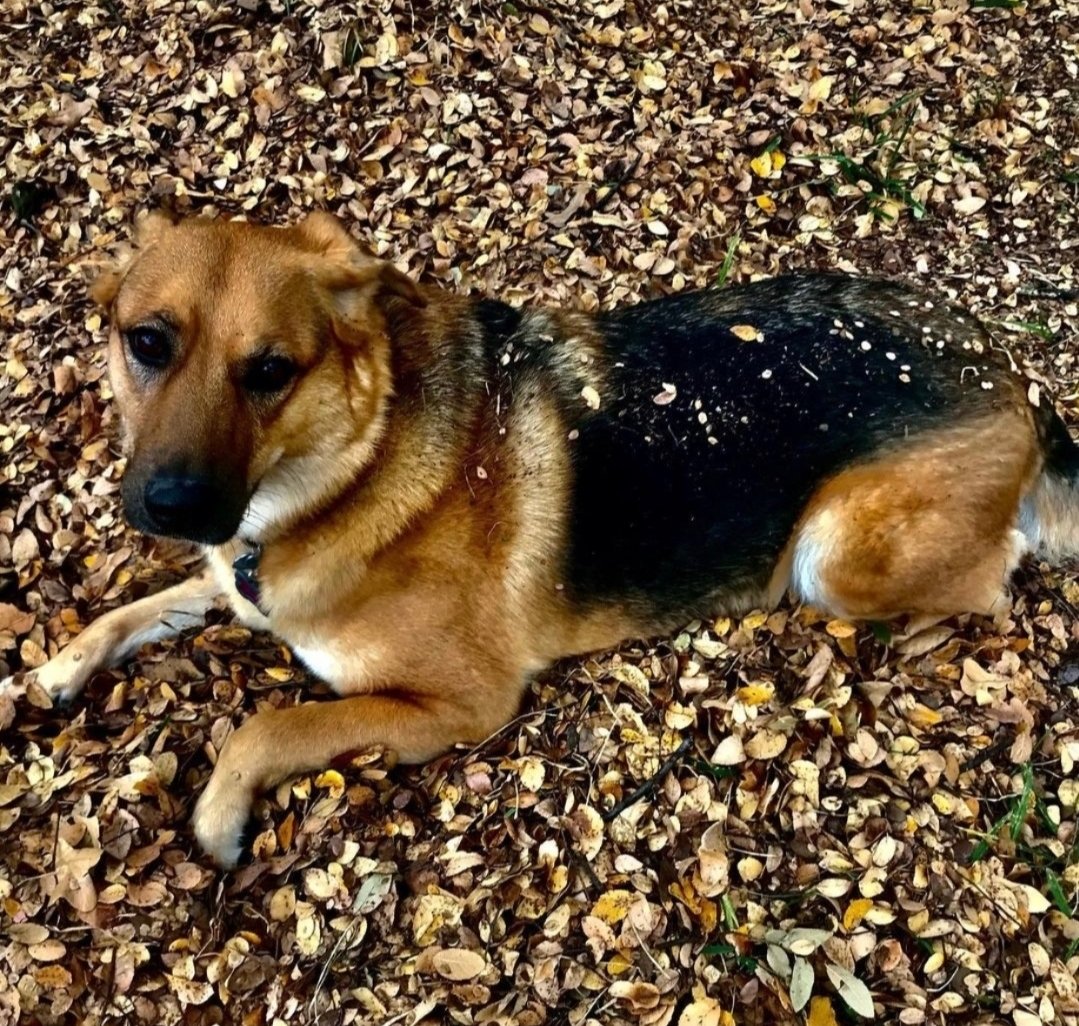 michaelwx6's tweet image. Happy #NationalDogDay Lola 🐶