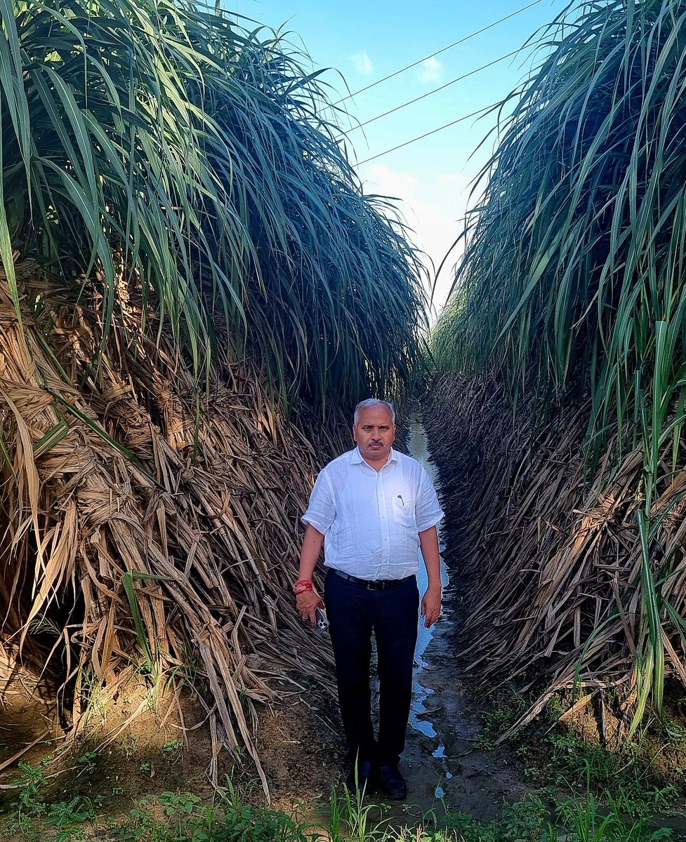 OPSINGHDycc's tweet image. Trench planting