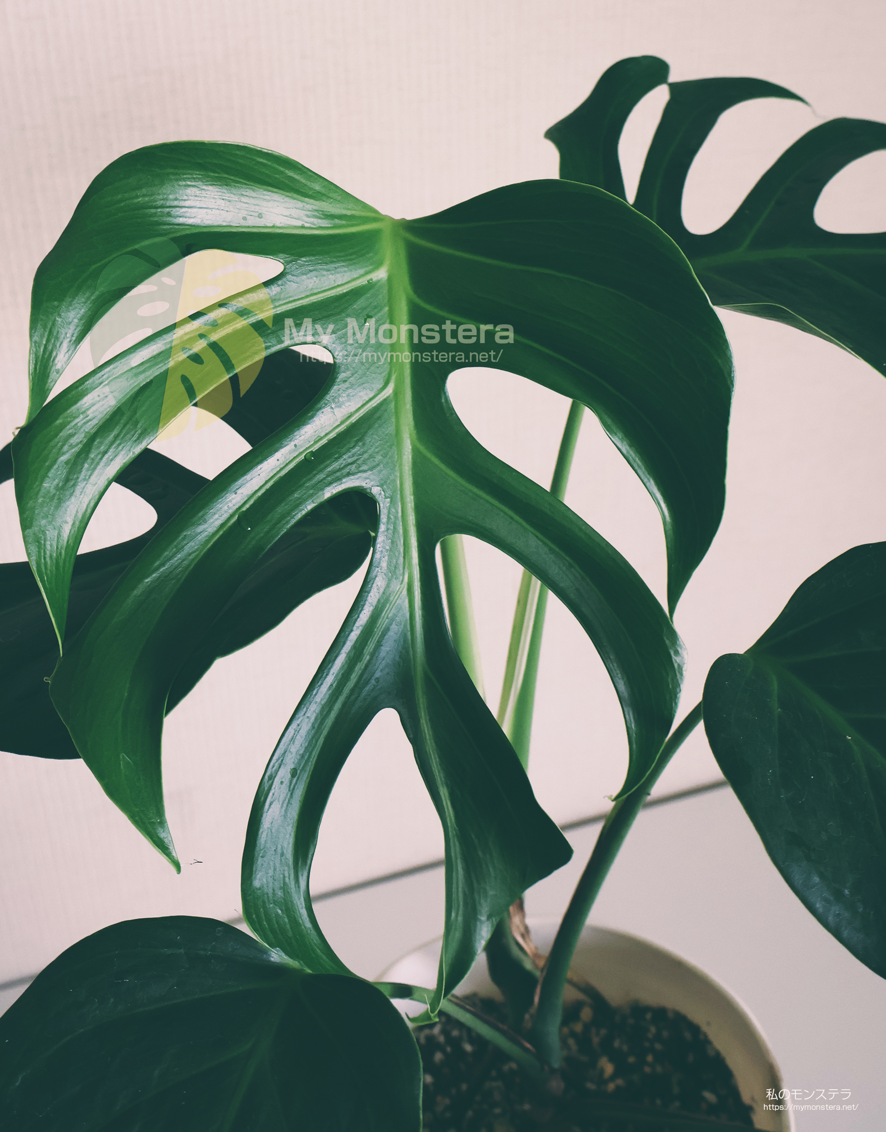 私のモンステラ (@mymonstera) / X