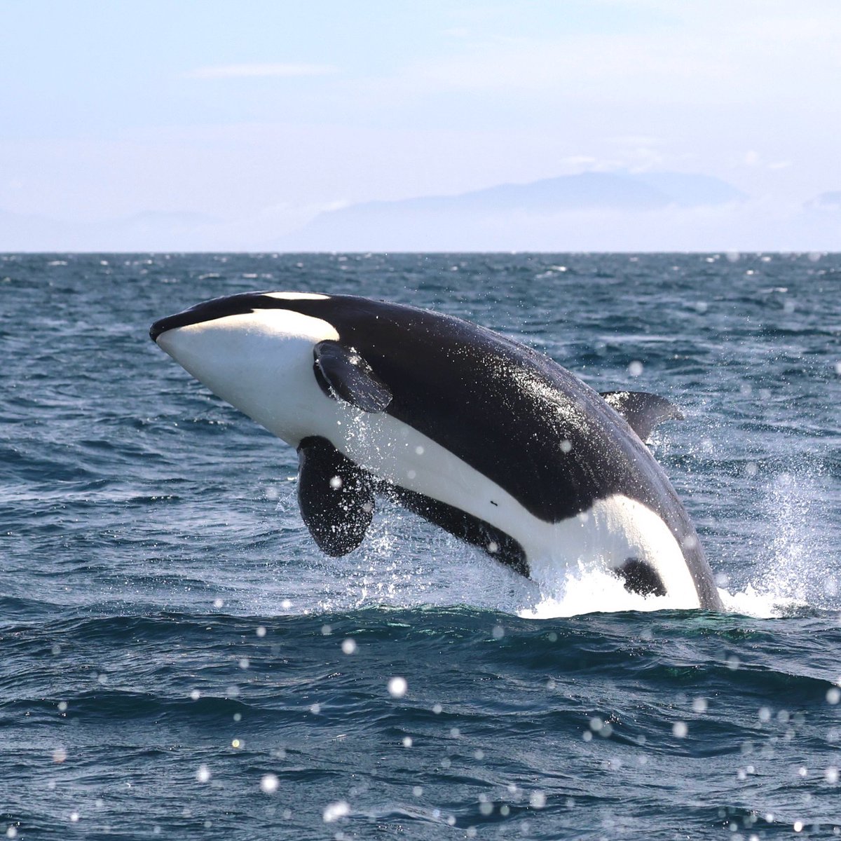 海の王者が空へと舞う瞬間。
波間から放たれる、生命の輝き。
#シャチ