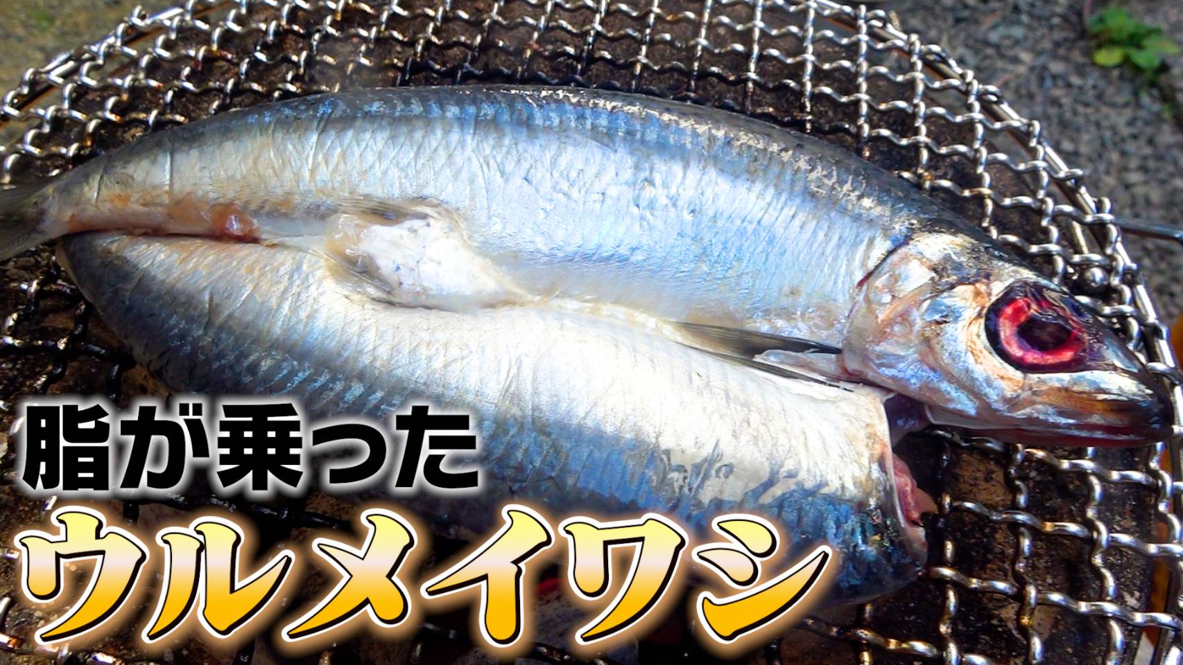 へんな魚おじさん (@_Sakana_Ojisan) / X