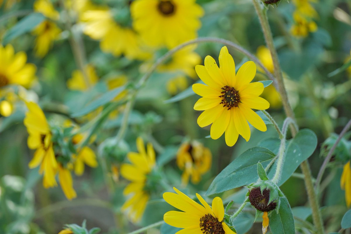 ひまわり🌻
α6400 + sel18135
#神戸どうぶつ王国