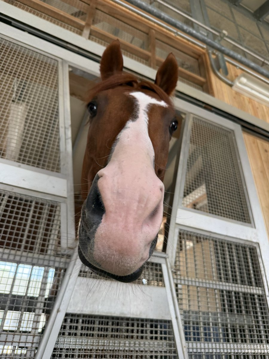 「あ！ディナースタだ！」と馬房の前で呟くと、顔を近づけてくれました。可愛過ぎて震えています。 #ディナースタ