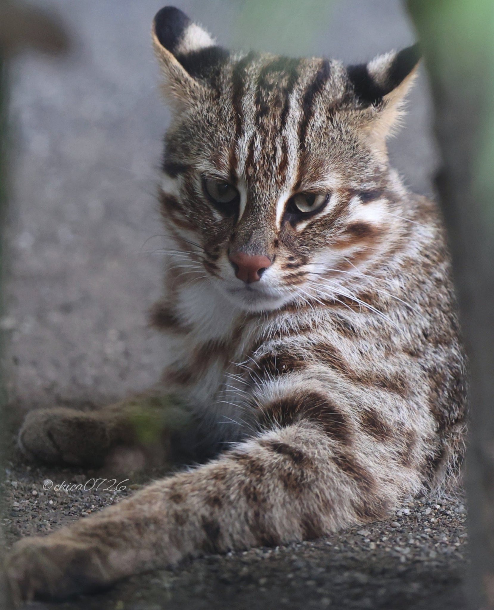 chica0726-cats&animals on X: 