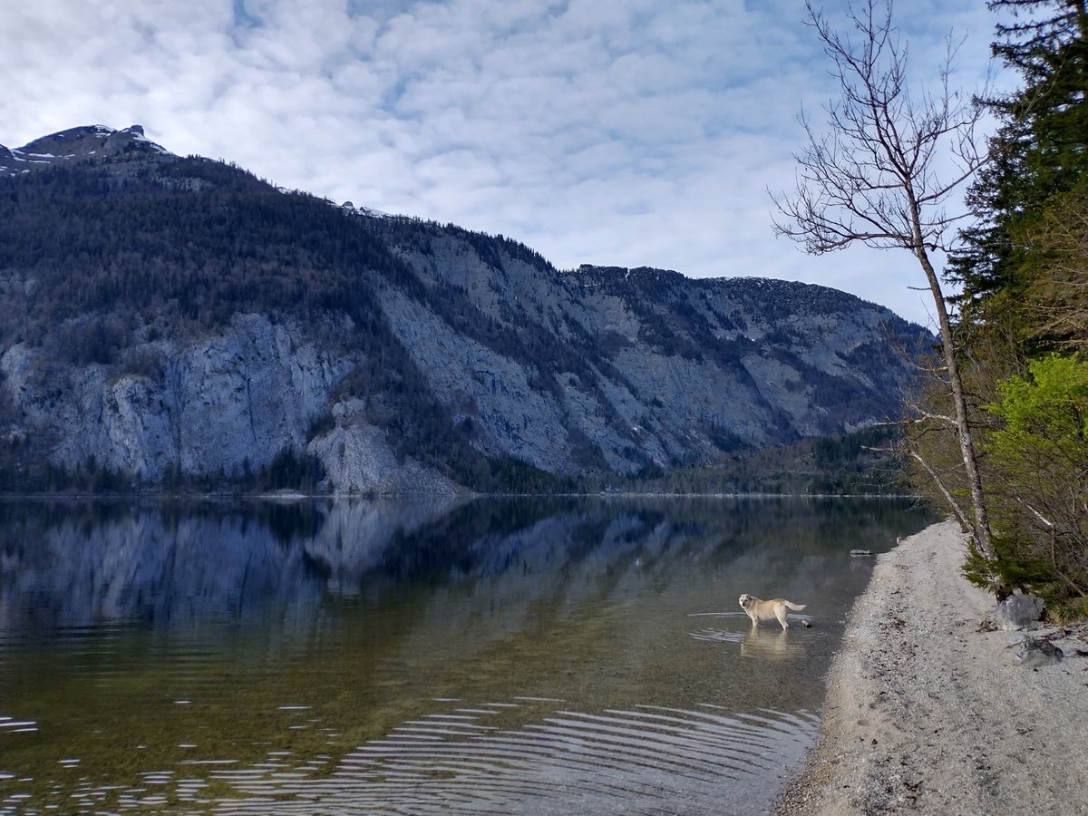 We got Lucy off the streets of Tbilisi, Georgia in the winter of 2010. One day she just walked into the house &amp; refused to leave. It’s almost like she adopted us. She’s almost 15 now &amp; has been  with our family every step of the way — even across continents! Happy #NationalDogDay