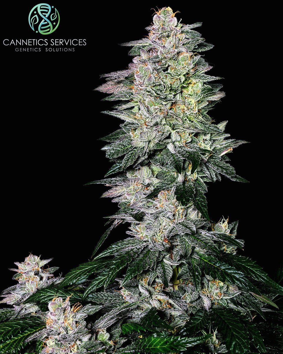 Some Turkey Bag bred by @JacksonZen40219  and <a href="/skunktek/">Skunktek</a> 

Pure 🦃 🍗 🎒  madness guaranteed 🚀