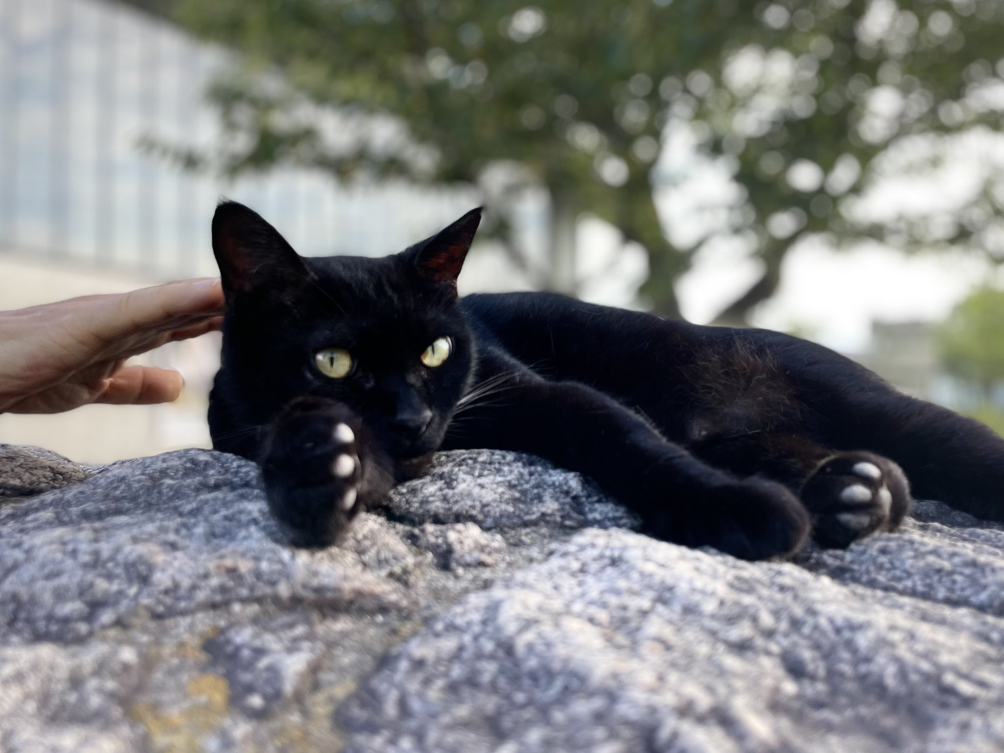 ねこ びびさん on X: 