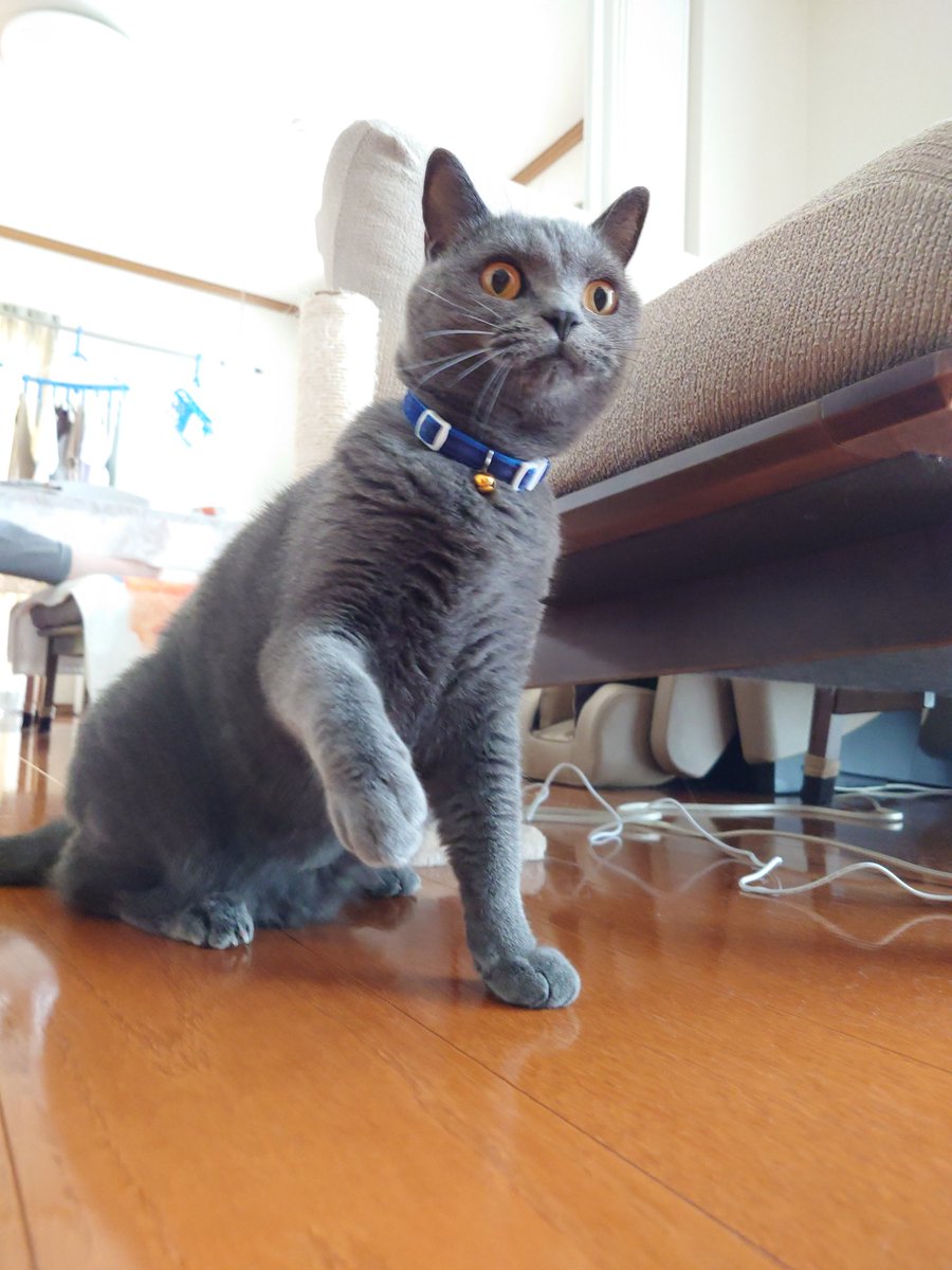 おはラテくん
#ブリティッシュショートヘア 
#猫のいる暮らし