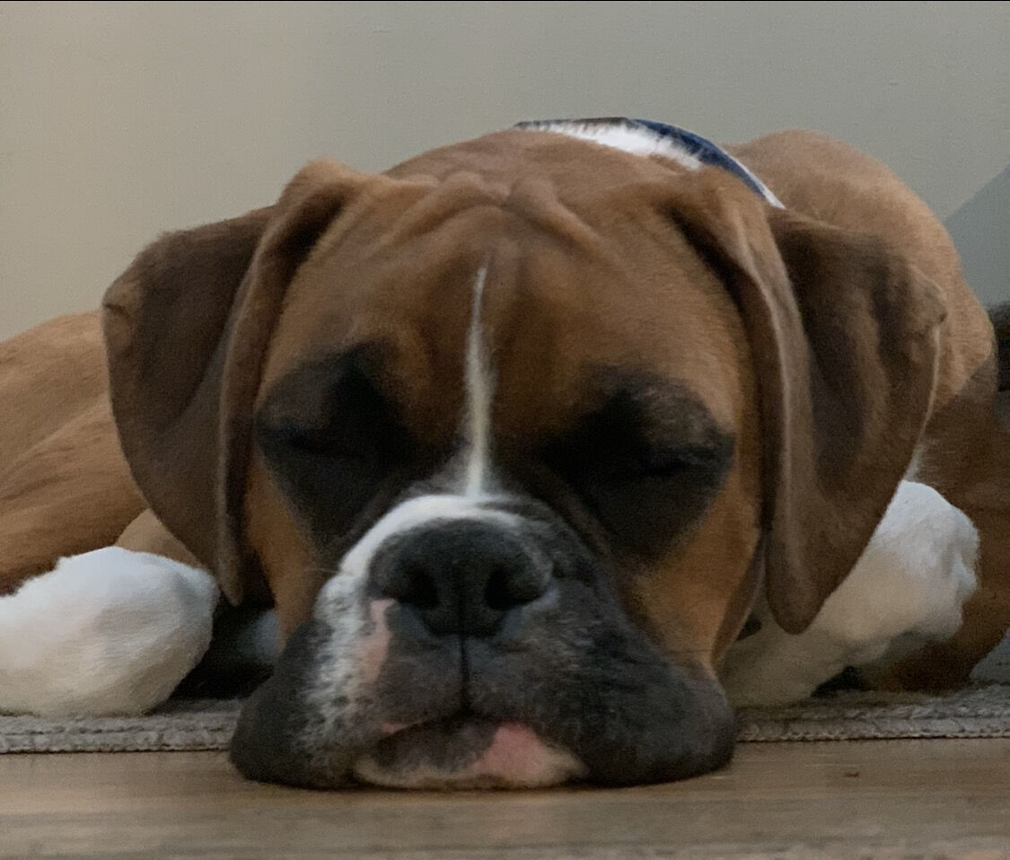 Pact Studios tweet media