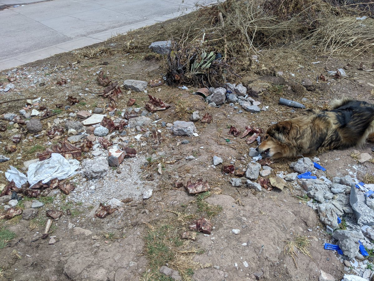 マーのダイエットを阻む、道端の謎肉
#今日のマチルダ #クスコ #保護犬