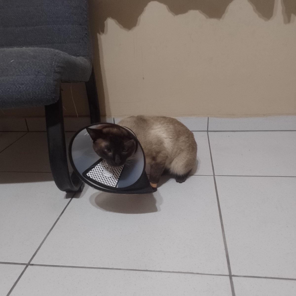 tommy planning his owners death