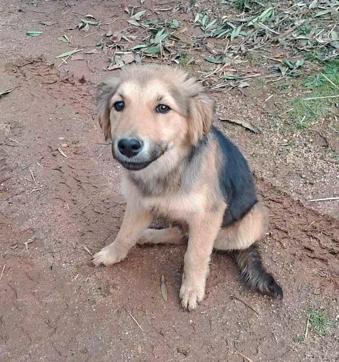 Hermoso cachorrito, de 3 meses, en adopción responsable. Actualmente se encuentra abandonado en el bosque, en los cerros de Hualqui, Concepción. Si deseas darle un hogar para siempre, comunícate al +56954452580. Favor RT!
#Hualqui