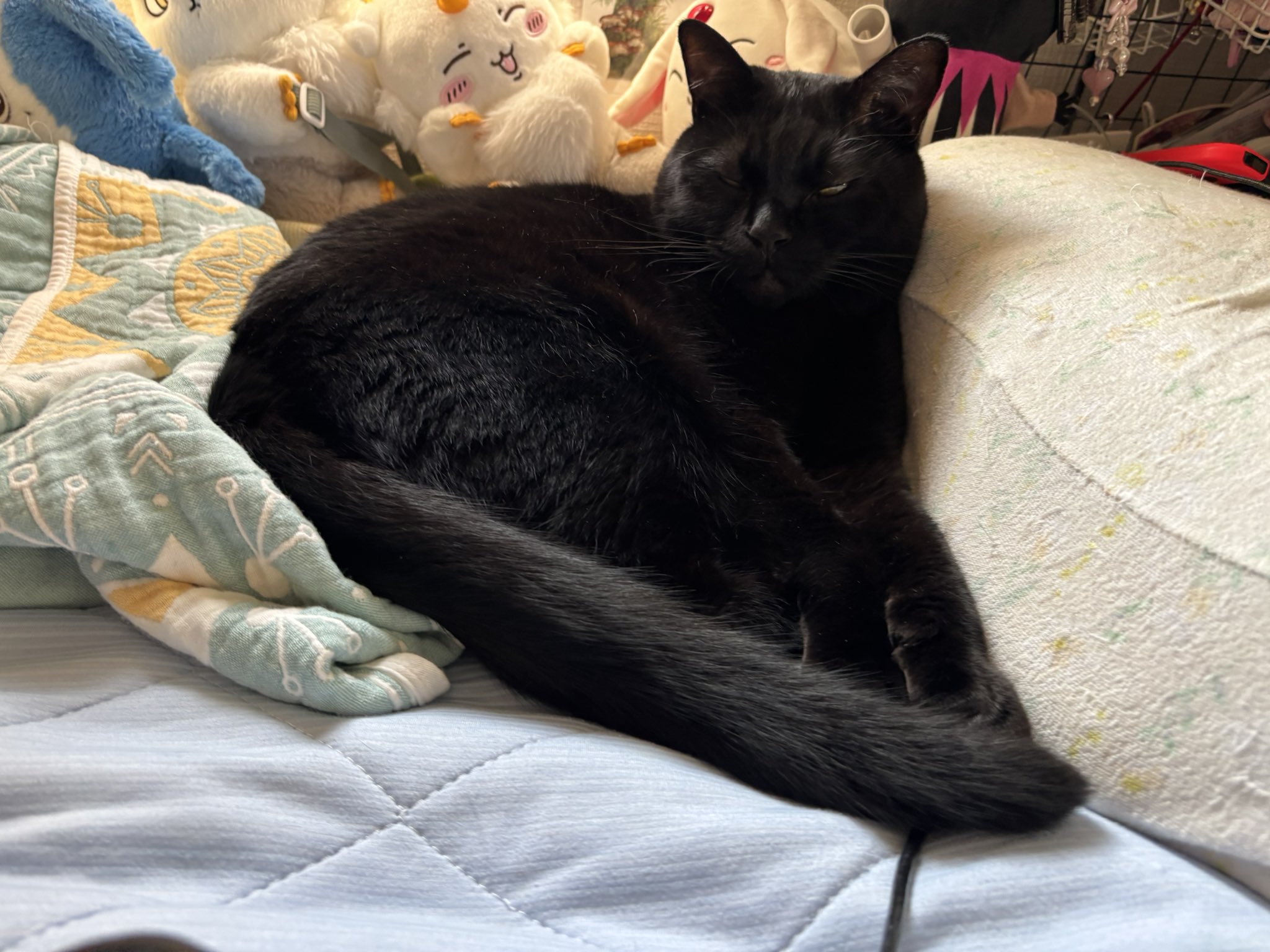 黒猫　3点 2_f61ffc17-ca03-42a1-a39e-