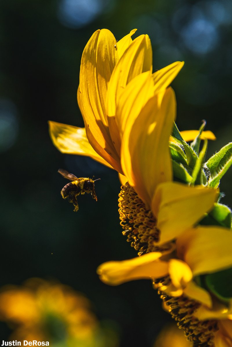 Justinterfacing's tweet image. Harmony of Light