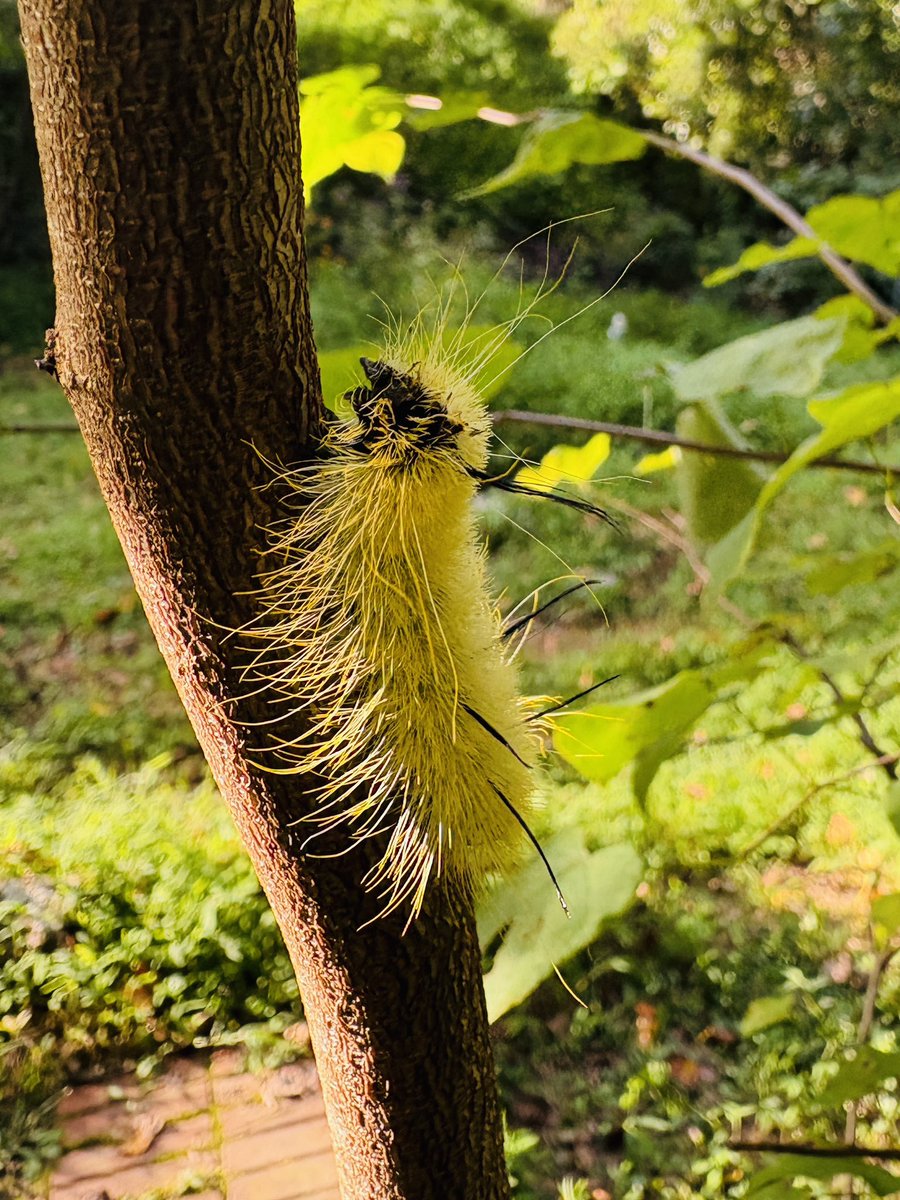 🌳Happy Trees 🌳 (@rumsprnga) on Twitter photo 