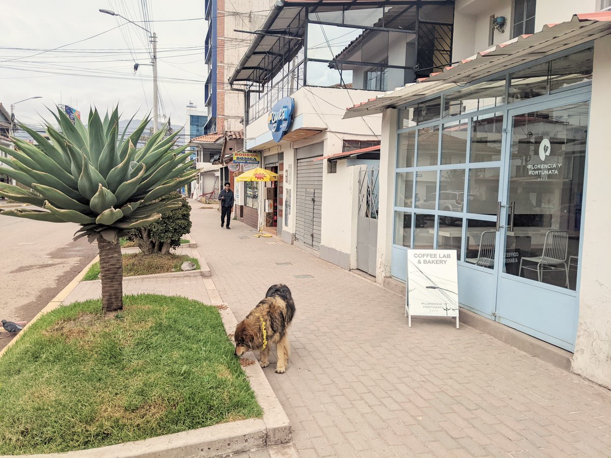 野良犬の為の餌が多くて、クスコの野良犬は飢えないだろう。このカフェのコーヒーは美味しくて、素敵なデザインで気に入ってるけど、テラス席のあった前のお店の方が好き