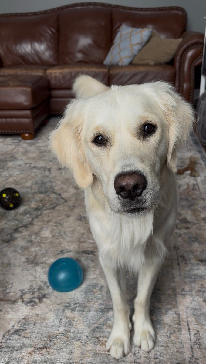 AnthonyDunkley's tweet image. Yo! #Hextall