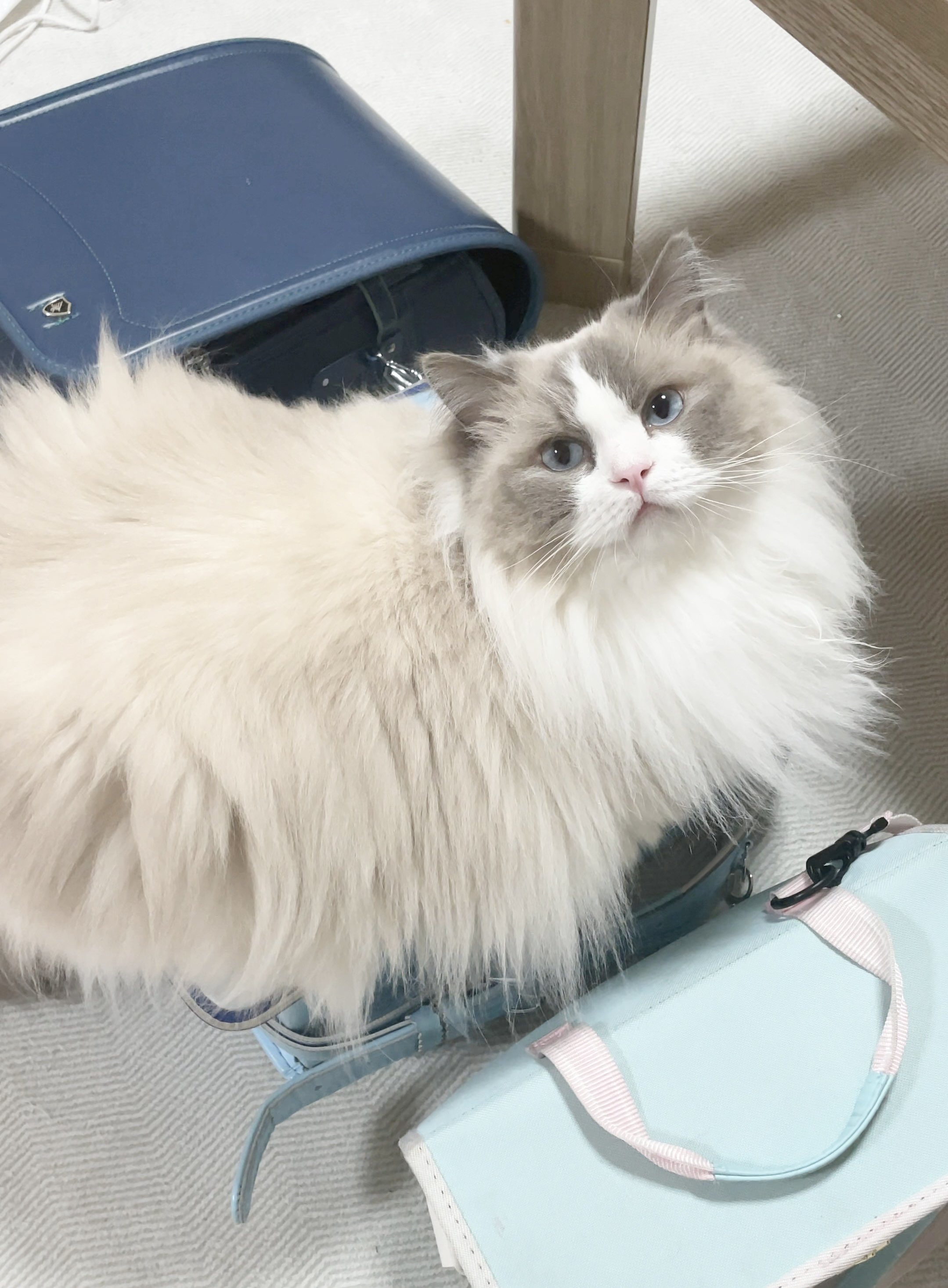 かわいいネコちゃんラトル かわいいネコちゃんラトル かわいい かわいい ねこフラワー
