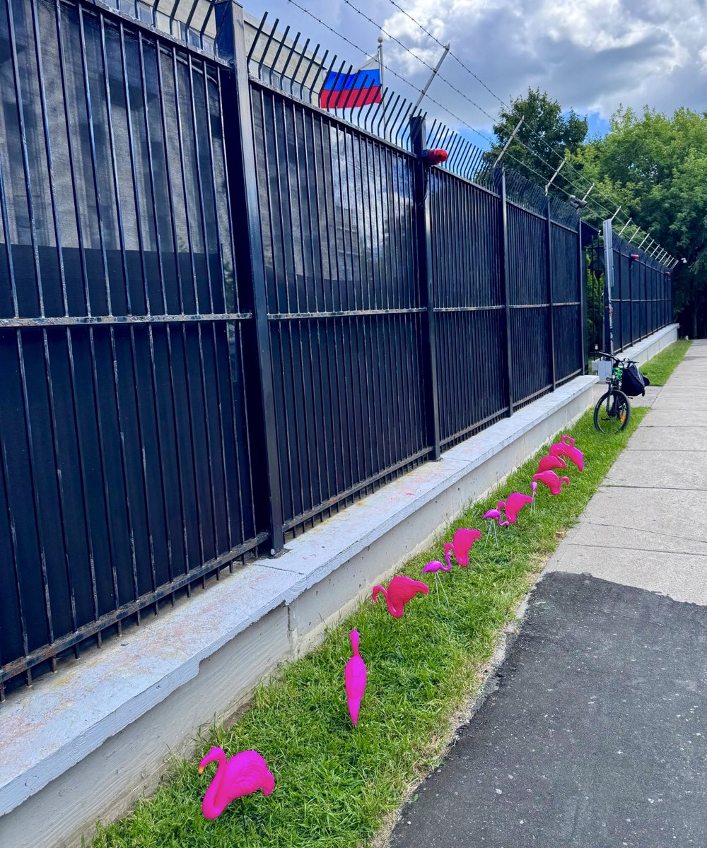 Flamingos have appeared outside the Russian embassy in Canada