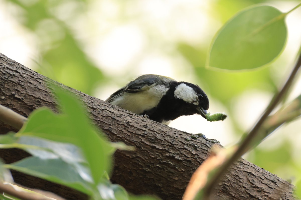 羽根の色と獲物の大きさは成長の証。

▼野鳥写真図鑑「シジュウカラ」
global.canon/ja/environment…
