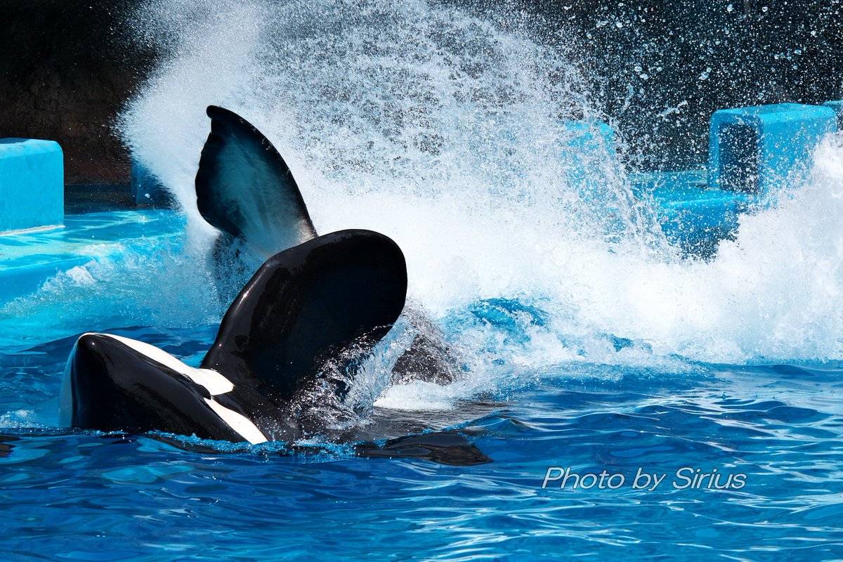 アースの
スイミングテールバースト
名古屋港水族館
#何回でもポストしたくなるお気入りの一枚を見せて