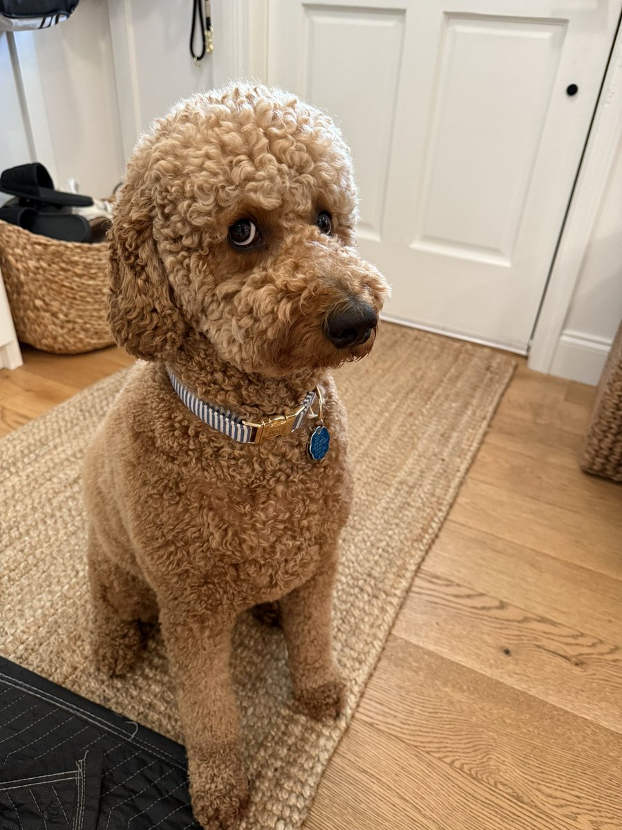 Happy #NationalDogDay to our guy Briscoe. Best side eye in the game.