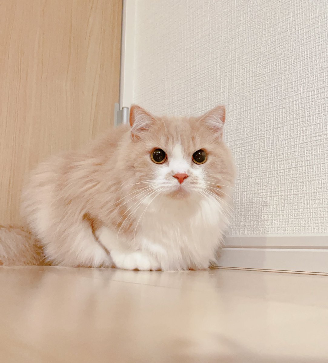 お耳の毛がかわいいモグちゃん