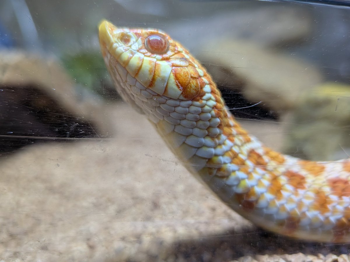 飼い主の心配はよそに元気そうに動き回ってる
💩もしてて色も普段通り
大丈夫そうかな…？
多分吐いてスッキリしてお腹空いてるんだろうけどしばらく様子見です