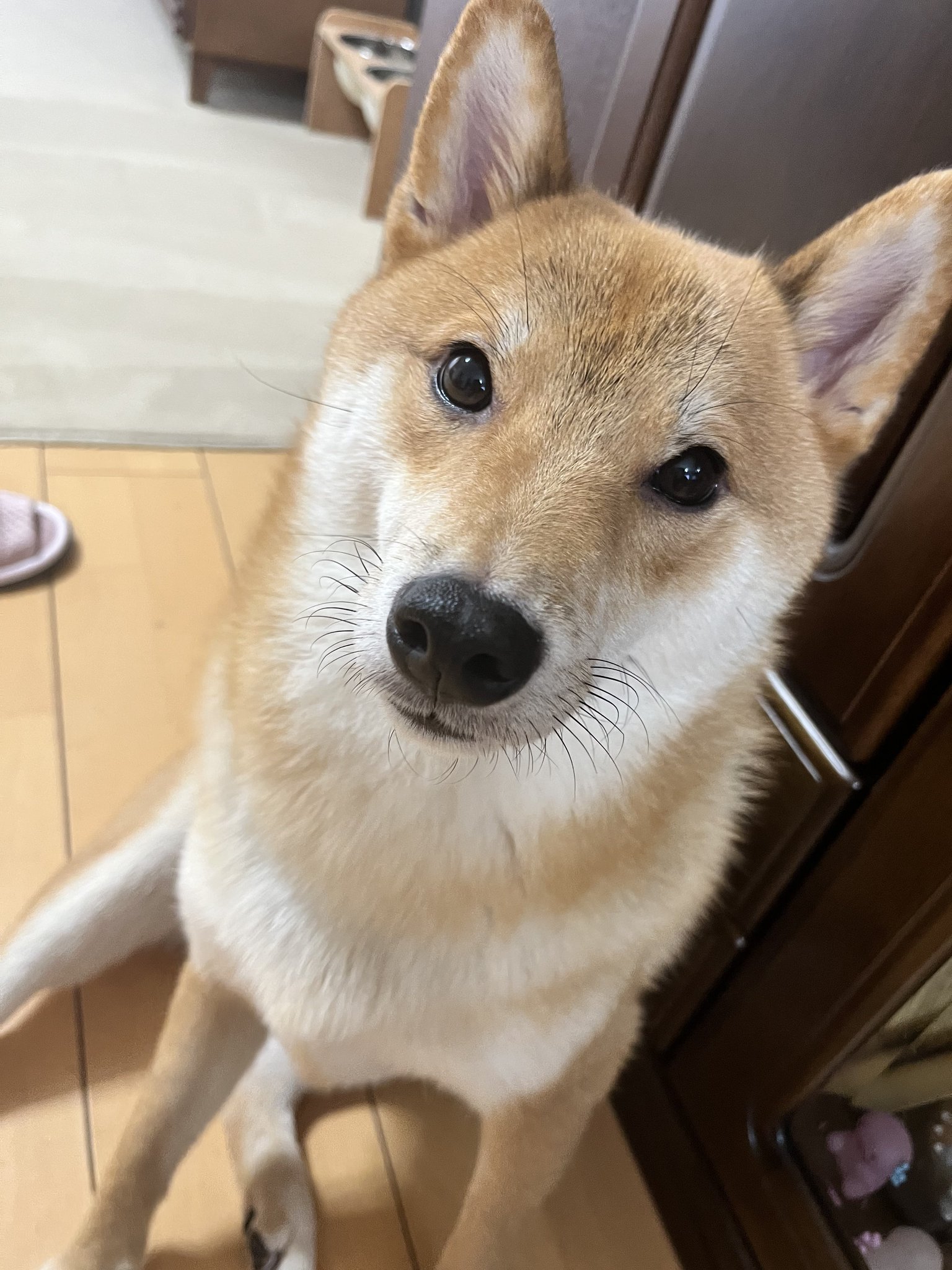 ぽん太とうに太 on X: 