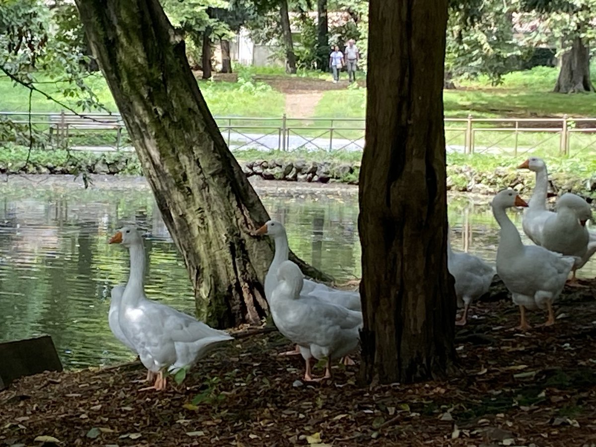 Hi Fwends❣️On Sunday I went to the Villa Reale gardens in Monza and it was beautiful, there were geese, carp, and many other animal friends, but most of all I was interested in my stick, but then mum missed 'the shot' and it ended up in the pond🤬🤬I was
angry