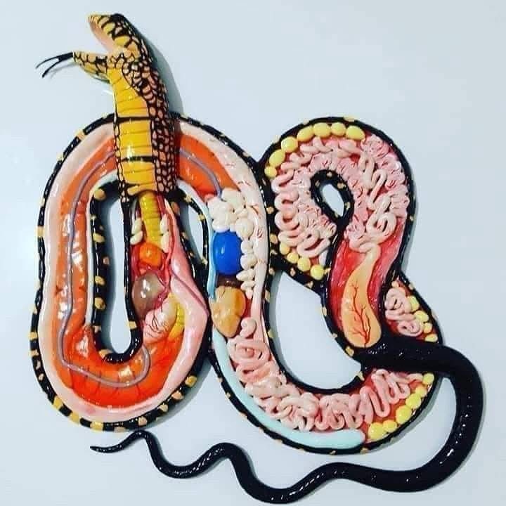 Anatomía de una serpiente...