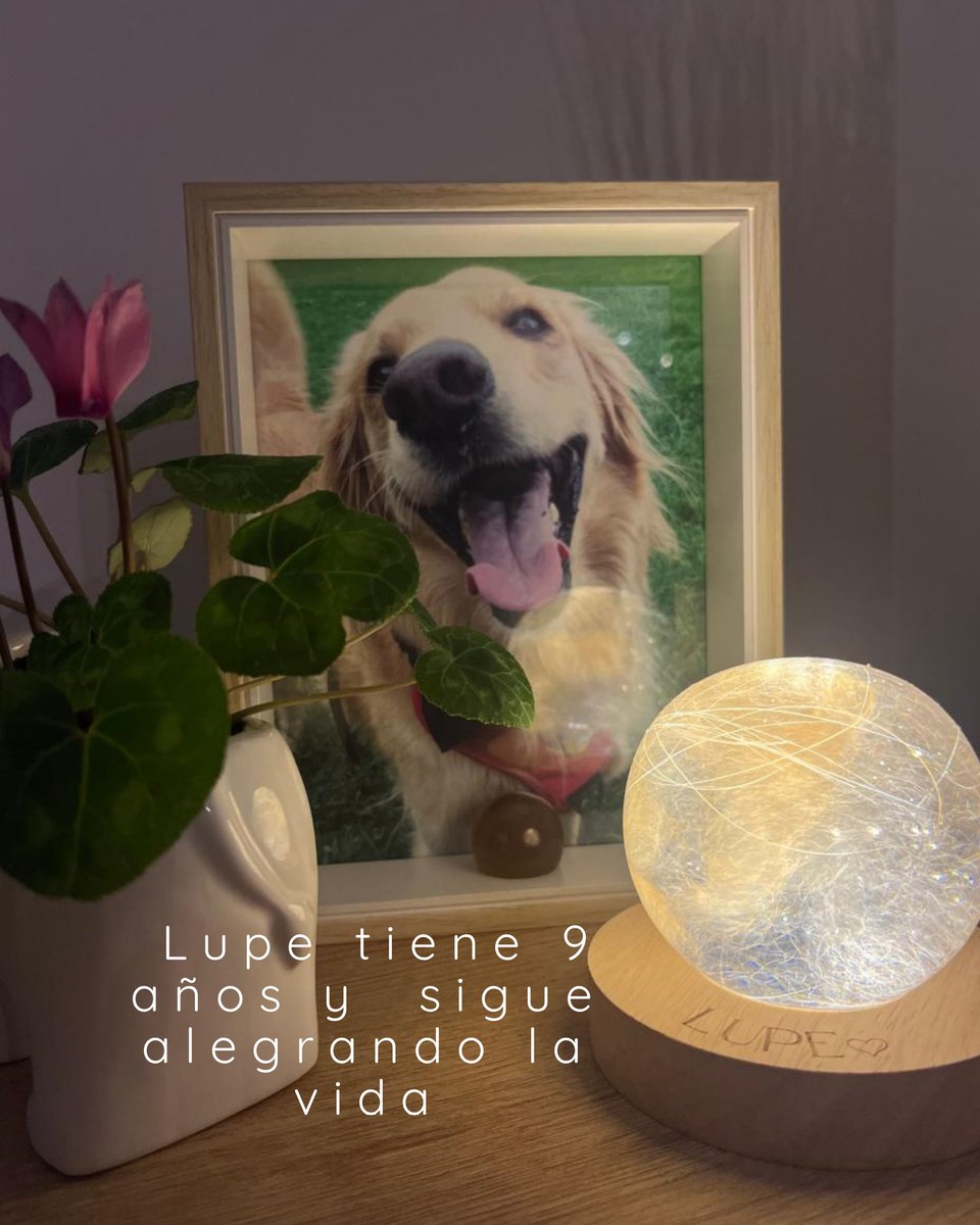 BotanicoPlan's tweet photo. Los bigotitos y pelitos de Lupe en una lámpara 🐕
Lupe tiene 9 años y sigue alegrando la vida.

#planbotanico #mascotas #lampara #MascotasFelices #perrosygatos https://t.co/WyczUhBIqP