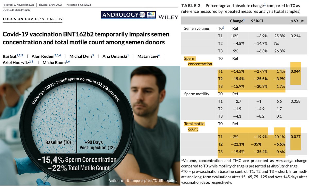 🚨STUDY: mRNA Shots Significantly Reduce Sperm Concentration and Total Motile Count Long-Term

37 healthy sperm donors were tracked over time, with 216 semen samples analyzed before and after injection.

At ~3 months post-shot: 
⚠️ –15.4% sperm concentration 
⚠️ –22% total motile