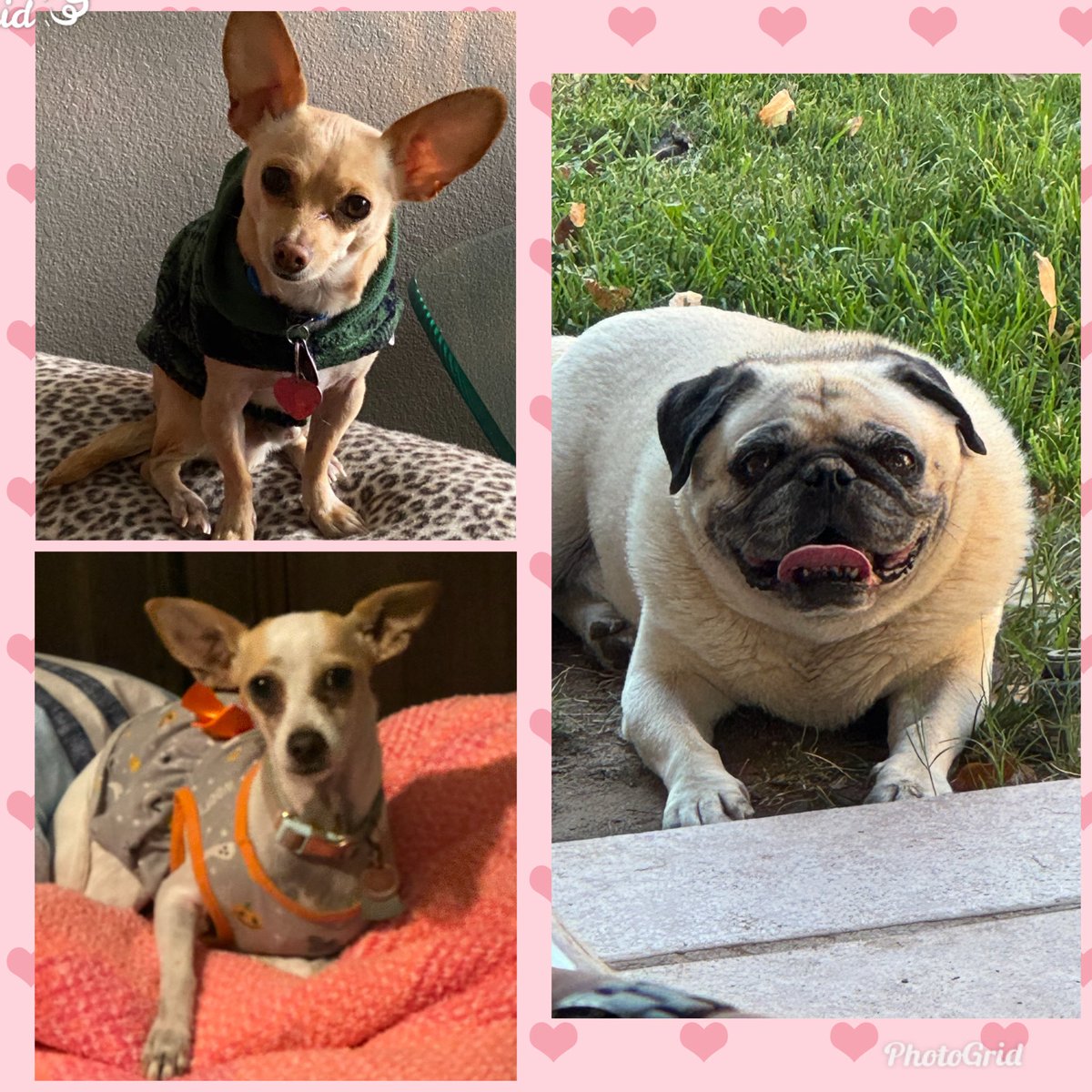 Happy National Doggy Day! #mybabies💕